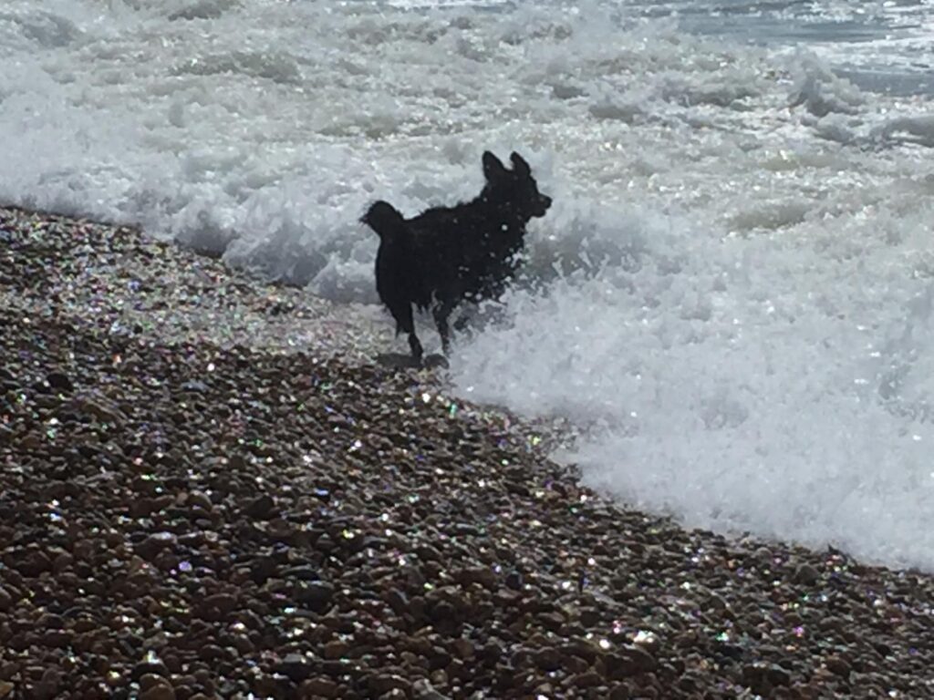 Dog Walking Lymington, New Milton, Highcliffe