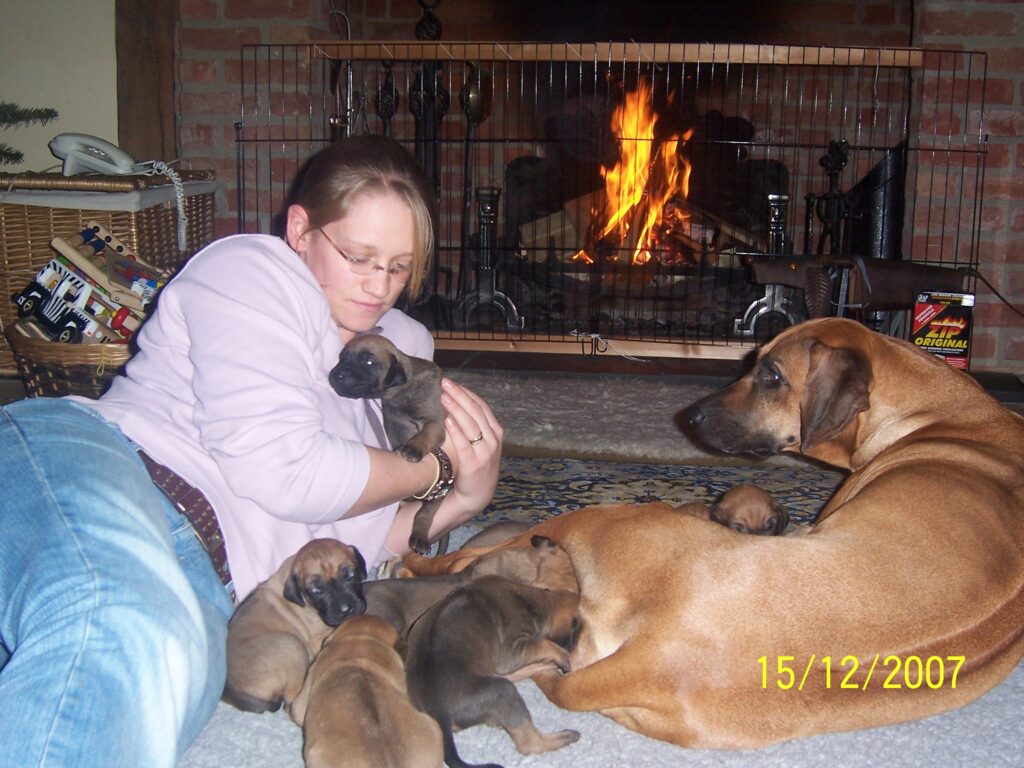 JK Dog walking New Milton