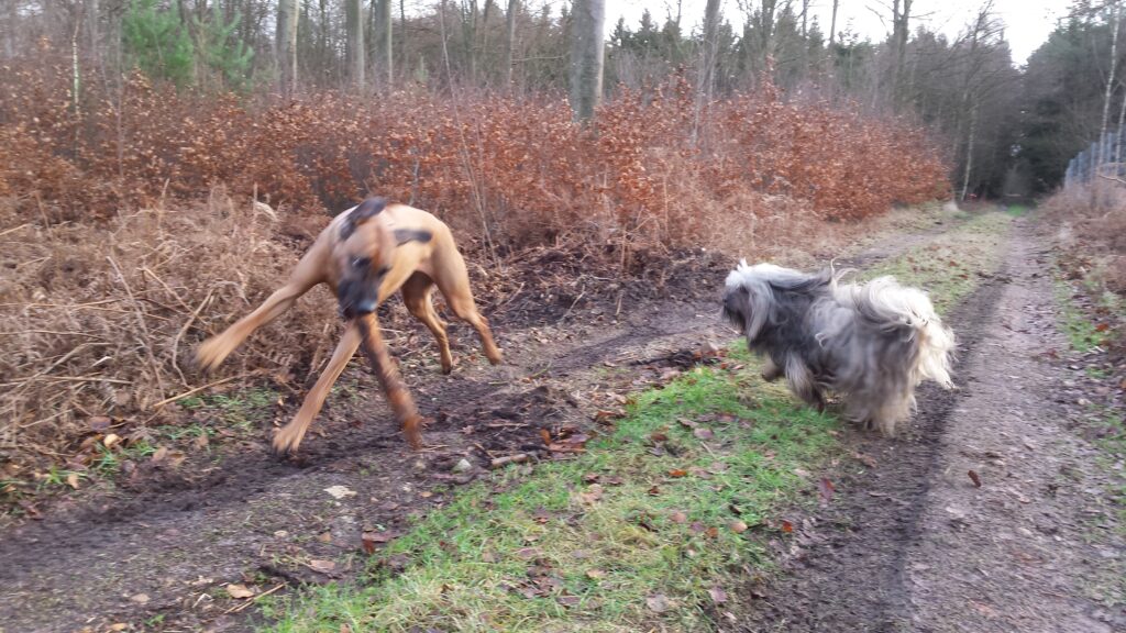 Dog Walking Lymington, New Milton, Highcliffe