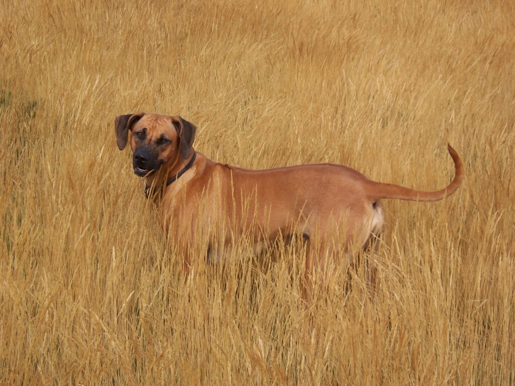 The best dog walker in New Milton, Sway, Lymington, Highcliffe