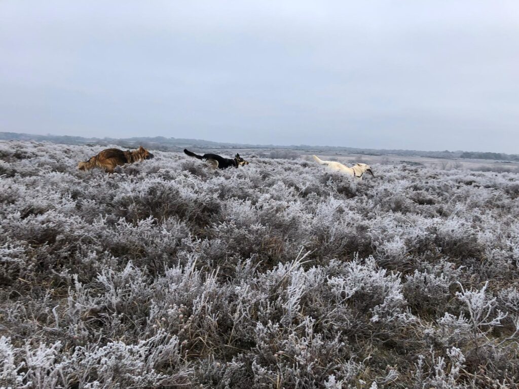 Dog Walking Lymington, New Milton, Highcliffe