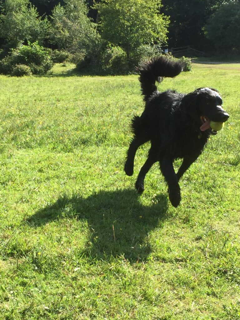 Fun dog walking New Milton, Lymington, Sway, Highcliffe