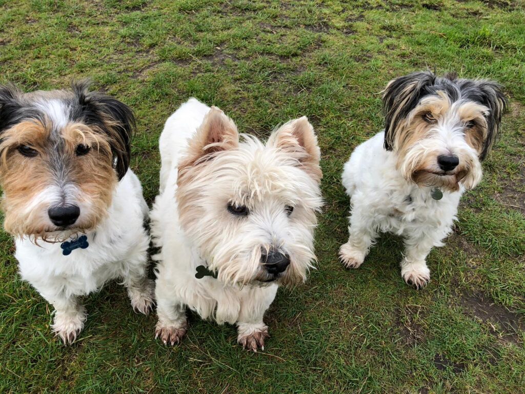 Dog Walker near me New Milton