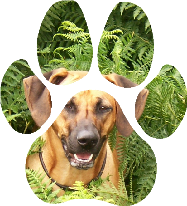 JK Dog Walking New Milton on the beach running